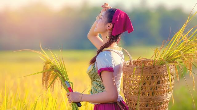 银杏叶在家加工方法(银杏树叶怎样制茶？)